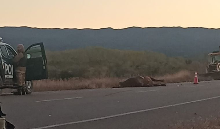 El animal quedó tendido sobre el asfalto tras ser impactado por el auto El animal quedó tendido sobre el asfalto tras ser impactado por el auto