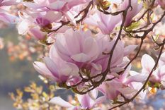 Foto: Arbor hills tree farm  - arborhilltrees.com