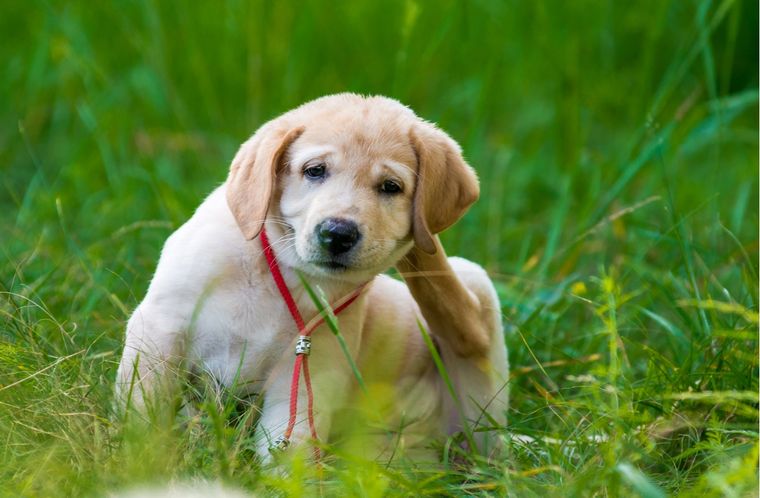Mascotas Foto: Shutterstock