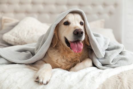 Por lo general, los perros de pelo corto son los que más sufren del frío. Por lo general, los perros de pelo corto son los que más sufren del frío.