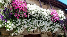 Muro verde. Muro verde.