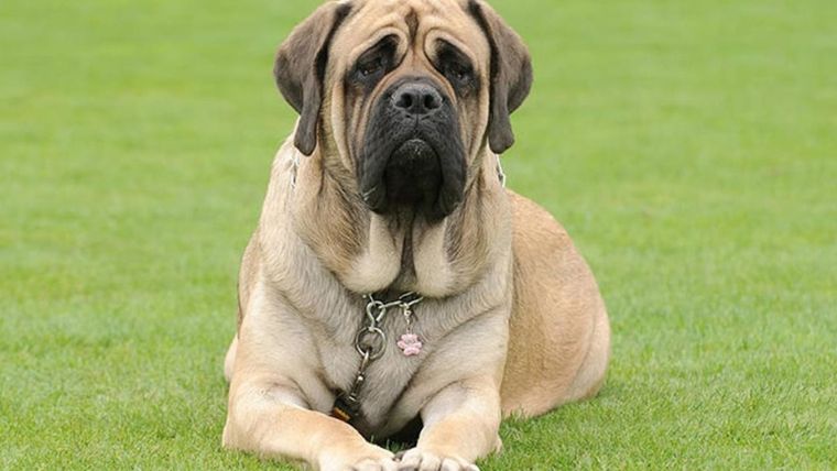 Tu perro puede tener un TOC.