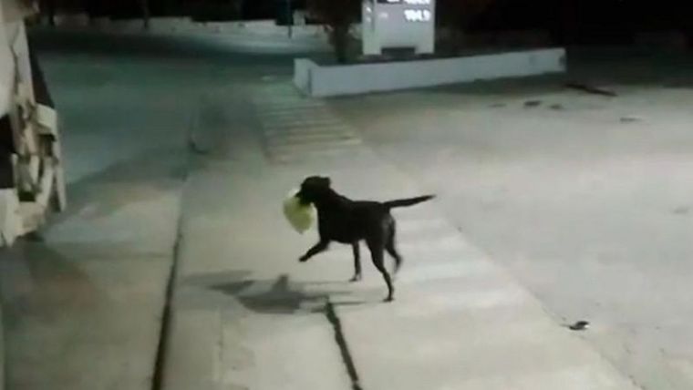 Bujía es el perro que adoptaron los recolectores urbanos de La Falda y que los acompaña todas las noches en su recorrido por las calles de la ciudad Foto: captura de pantalla