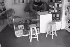 Los ladrones se llevaron más de $20 millones en celulares IPhone. Foto: Captura de pantalla