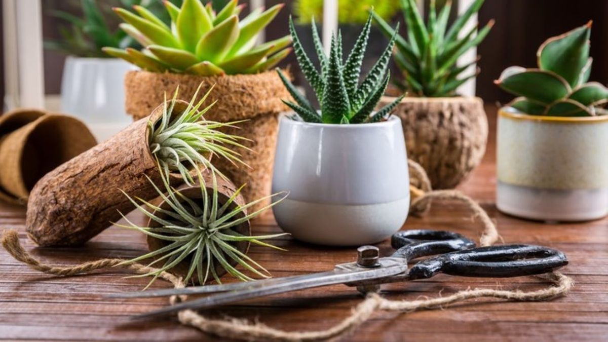 Esto significa que crezca un cactus en tu casa