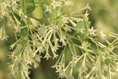 Esta planta inunda tu jardín de buen aroma. Foto: Shutterstock