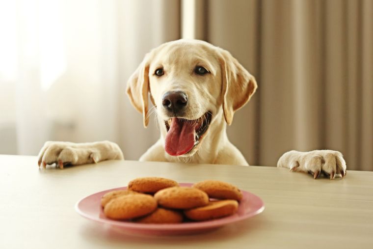 Mascotas Galletas para perros Foto: Shutterstock