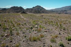 La revegetación avanza en Catamarca