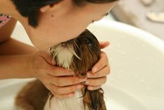 Fin del misterio: los motivos por los cuales los perros están alegres luego de bañarse Foto: Pixabay