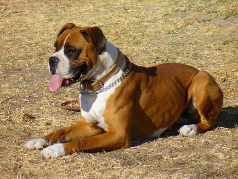 El Boxer es conocido por su lealtad, paciencia y carácter juguetón. Foto: Gentileza El Boxer es conocido por su lealtad, paciencia y carácter juguetón. Foto: Gentileza