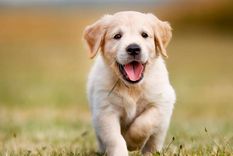 El top 3 de las razas de perro más cariñosos Te dejamos una lista con los peludos que se destacan por su personalidad cariñosa y amigable. Foto: Soluciones y mediaciones (solucionesymediaciones.es)