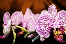 Un tip de jardinería puede salvar a tu orquídea.