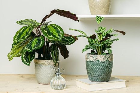 Las plantas de interior. Foto: elblogdelatabla.com. Las plantas de interior. Foto: elblogdelatabla.com.