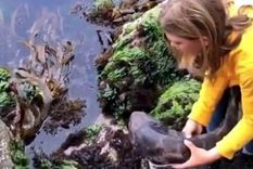 video: una nena salva a un tiburon atrapado entre unas piedras