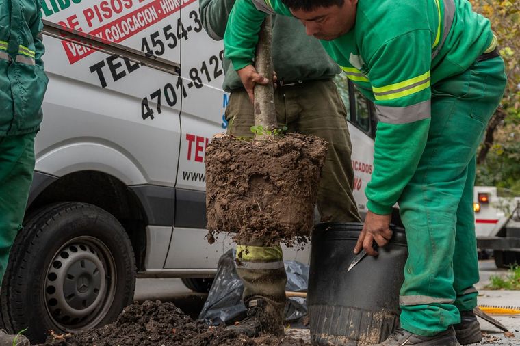 Empezaron las tareas para replantar miles de árboles en CABA.