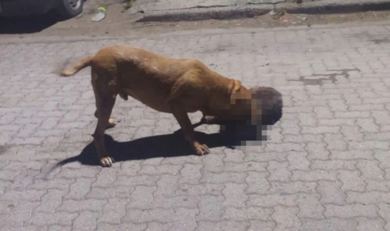 Vecinos están preocupados por un pitbull que habría matado a 9 mascotas y mordido a 3 vecinos Foto: NA