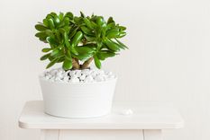 Si notas que sus raíces empiezan a llenar la maceta, es hora de trasladarla a un recipiente más grande. Foto: SHUTTERSTOCK