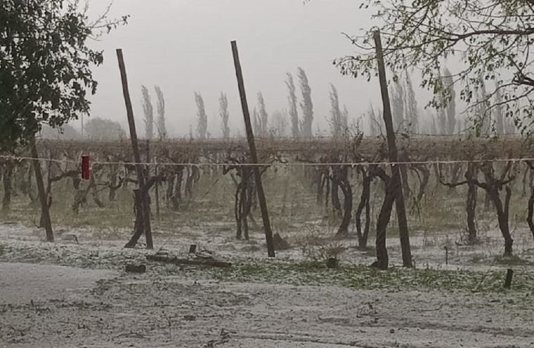 Hay gran preocupación por el daño del granizo en la producción en San Rafael. Hay gran preocupación por el daño del granizo en la producción en San Rafael.