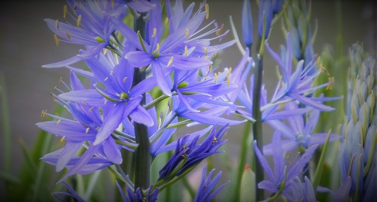 La camassia o jacinto silvestre es una planta cuya siembra se realiza durante el otoño y que puede tolerar el suelo húmedo. Foto: Pixabay - pixabay.com