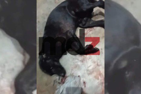 El perro fue agredido con un rifle de aire comprimido. El perro fue agredido con un rifle de aire comprimido.