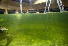 Foto: Prensa Municipalidad de Mendoza