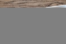 receta gourmet, disfruta unos imperdibles hongos rellenos en pocos pasos