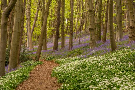 La cabeza de hacha apareció entre las raíces de un árbol caído en un bosque de Inglaterra y luego fue identificada como una pieza de la Edad del Bronce. La cabeza de hacha apareció entre las raíces de un árbol caído en un bosque de Inglaterra y luego fue identificada como una pieza de la Edad del Bronce.