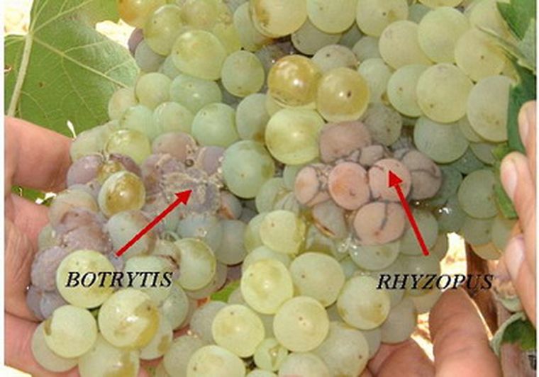 Aspecto de foco de Botrytis Cinerea.
