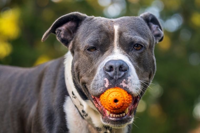 Instinto natural: compartir o transportar objetos refuerza el vínculo con su grupo. Foto: Shutterstock Instinto natural: compartir o transportar objetos refuerza el vínculo con su grupo. Foto: Shutterstock