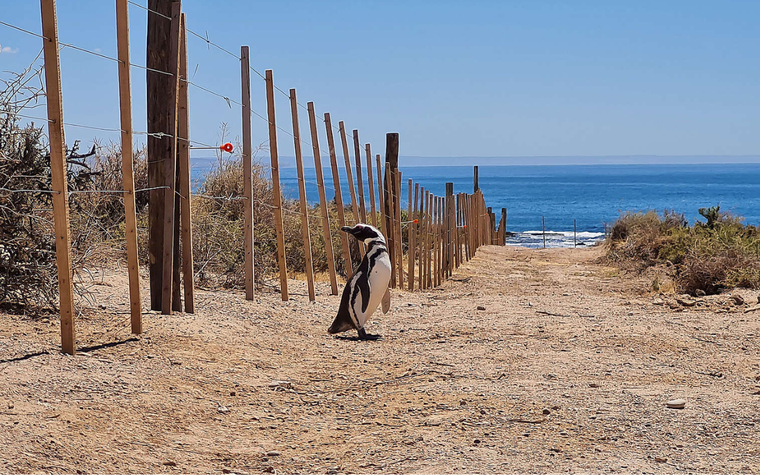 El productor acusado de haber matado a cientos de pingüinos podría tener una pena de cuatro años de cárcel efectiva. Foto: Greenpeace