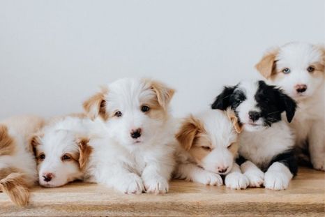 Entre estos nombres puede estar el próximo de tu mascota. Foto: Cómo educar a tu cachorro Entre estos nombres puede estar el próximo de tu mascota. Foto: Cómo educar a tu cachorro