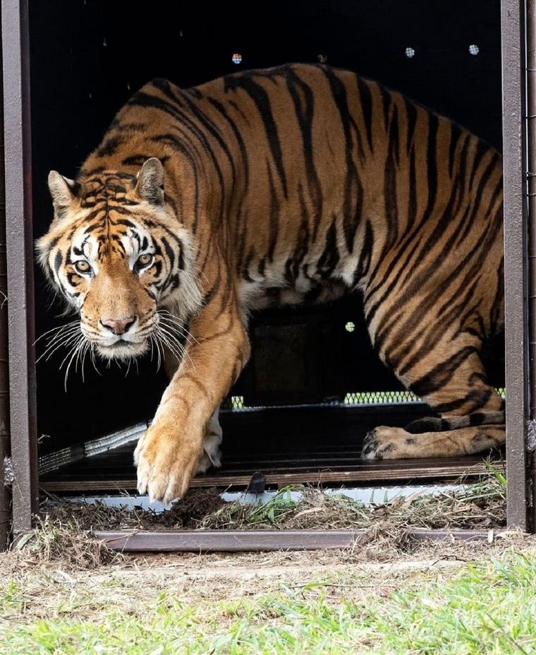 Luego de 70 horas de viaje los tigres fueron liberados Foto: Four Paws