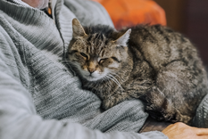 A pesar de su fama, estos pequeños animales adoran estar cerca de sus dueños Foto: Shutterstock