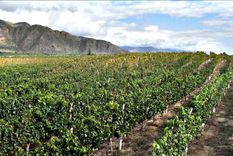 salta, vinos de alta gama y mas que torrontes