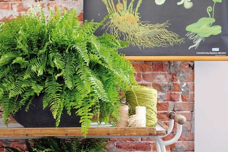 Plantas para purificar el ambiente. Foto: Archivo Plantas para purificar el ambiente. Foto: Archivo