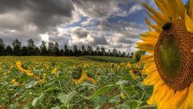 Las exportaciones del complejo girasol son las que mayor expansión tuvieron en la campaña 2024/25 y tienen muy buenas perspectivas para la presente campaña, en función de la menor oferta global y los buenos precios.&nbsp; 