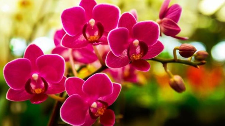Este truco casero dejará a las orquídeas fuertes y sanas.