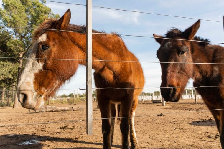Las personas interesadas en adoptar un caballo tienen que cumplir ciertos requisitos. Foto: Municipalidad de Río Cuarto