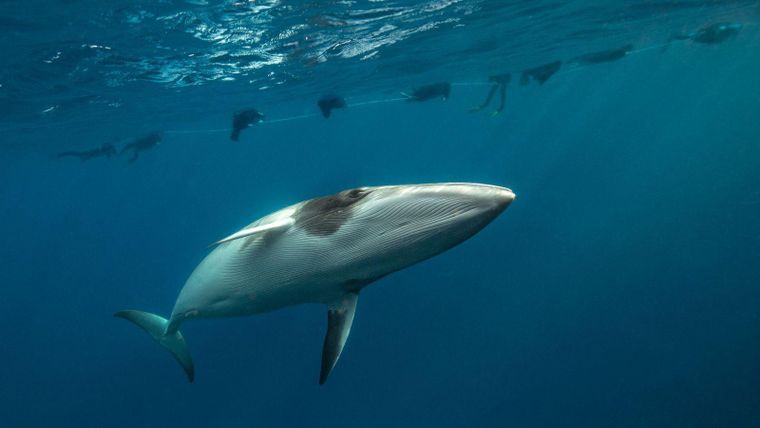 Las ballenas minke enanas sienten una curiosidad increíble por las personas.