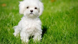 Estos tiernos perros son los más cariñosos que puedes encontrar Foto: SHUTERSTOCK