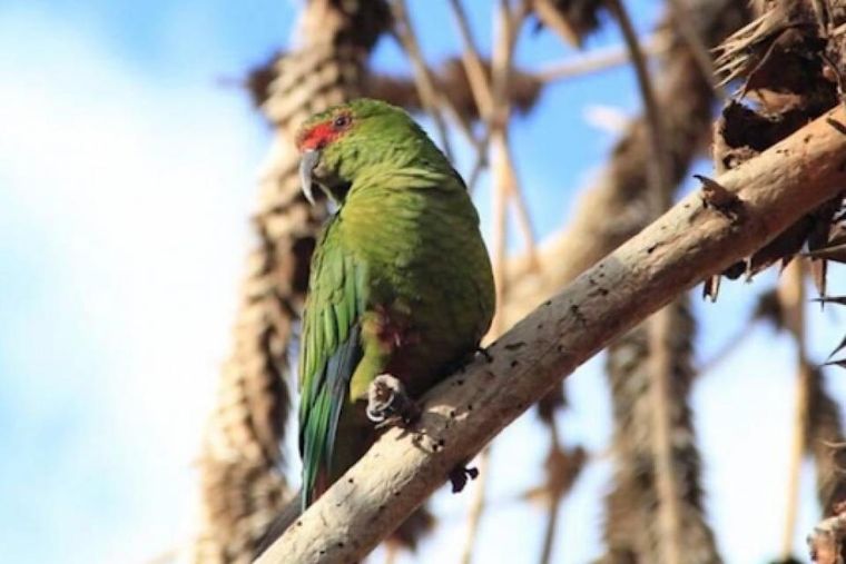 Escasa La especie no había sido vista en Argentina. Foto: Télam.