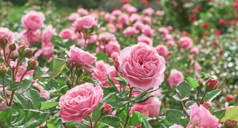 Utilizando aspirinas puedes cuidar a tus rosas. Foto: Shutterstock