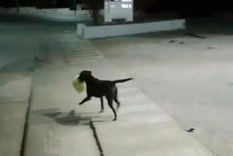 Bujía es el perro que adoptaron los recolectores urbanos de La Falda y que los acompaña todas las noches en su recorrido por las calles de la ciudad Foto: captura de pantalla