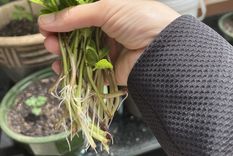 Este enraizador casero se hace con ingredientes de la cocina Foto: Shutterstock