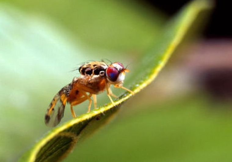 Hay preocupación en las autoridades por la mosca.