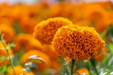 JARDÍN La flor tagete recibe el nombre científico de cempasúchil Foto: SHUTTERSTOCK