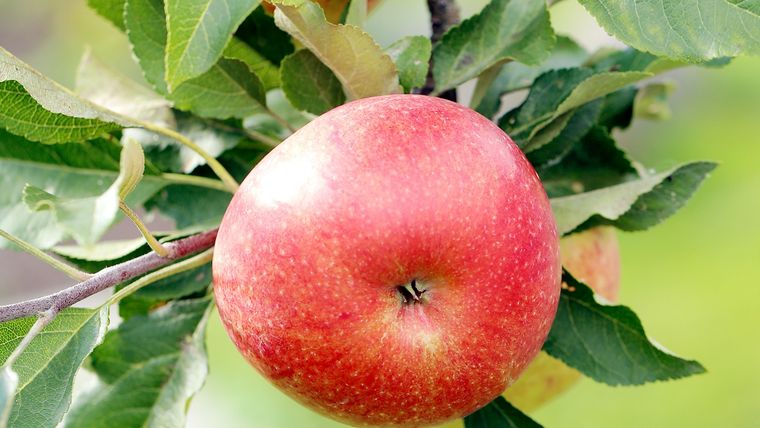 La cáscara aporta nutrientes. Foto: Freepik.es