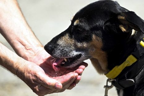 Cómo prevenir golpes de calor y cuidar a nuestro perro Foto: Efe.