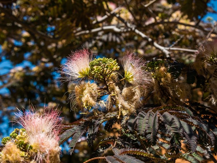 Un árbol que requiere pocos cuidados y transforma el jardín.&nbsp;