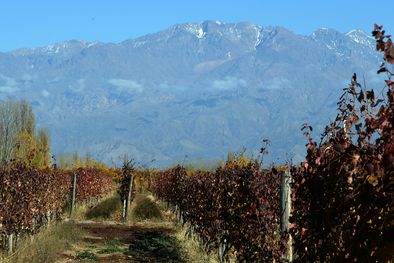 MDZol | Mendoza pierde su matriz productiva como consecuencia del avance de emprendimientos inmobiliarios en zonas de campo. Foto: ALF PONCE MERCADO / MDZ